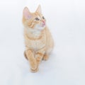 Orange kitten Royalty Free Stock Photo