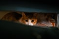 Orange Kitten Hiding in the Dark. Royalty Free Stock Photo