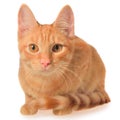 Orange kitten lays isolated. Royalty Free Stock Photo