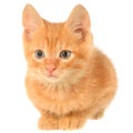 Orange kitten lays on a side view Royalty Free Stock Photo