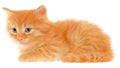 Orange kitten lays Royalty Free Stock Photo