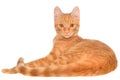 Orange kitten lays on a side view Royalty Free Stock Photo