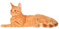 Orange kitten lays on a side view Royalty Free Stock Photo