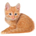 Orange kitten lays on a side view isolated Royalty Free Stock Photo