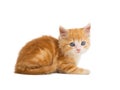 Orange kitten lies isolated on white