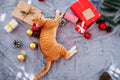 Orange kitten look up on carpet in christmas holiday with decoration and ornament.