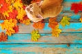 Orange kitten look up and sitting on maple leaves in autumn.