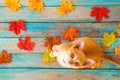 Orange kitten look up and sitting on maple leaves in autumn.