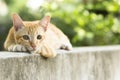 An orange kitten, mischievous and cute eyes on the cement wall