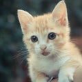 Orange kitten