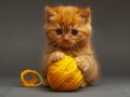 Orange kitten playing with a ball of yellow yarn. Royalty Free Stock Photo