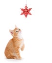 Orange Kitten Playing with a Christmas Ornament Royalty Free Stock Photo