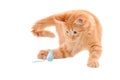 Orange Kitten Playing with Toy Mouse Royalty Free Stock Photo