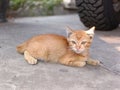 an orange kitten is relaxing sitting on the cement floor Royalty Free Stock Photo