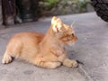 an orange kitten is relaxing sitting on the cement floor Royalty Free Stock Photo