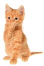 Orange kitten sitting isolated Royalty Free Stock Photo