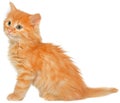 Orange kitten sitting isolated Royalty Free Stock Photo