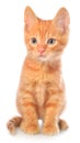 Orange kitten sitting Royalty Free Stock Photo