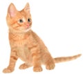 Orange kitten sitting isolated Royalty Free Stock Photo