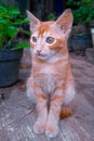 The orange kitten is sitting relaxed