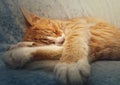 Orange kitten sleeping sweet. Closeup portrait of cute ginger cat resting on a sofa Royalty Free Stock Photo