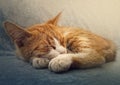 Orange kitten sleeping sweet. Closeup portrait of cute ginger cat resting on a sofa Royalty Free Stock Photo