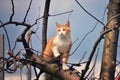 Orange kitten standing at the top of the tree