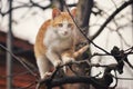 Orange kitten standing at the top of the tree