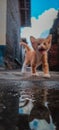 Orange kittens playing with water