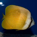 Orange Kleins Butterflyfish Royalty Free Stock Photo