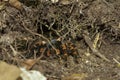 Orange knee tarantula