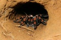 Orange kneed Tarantula - Monteverde, Costa Rica Royalty Free Stock Photo