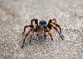 Orange Kneed Tarantula