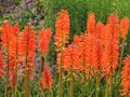 Orange Kniphofia red hot poker flowers