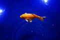 Orange koi carp fish on navy blue sea background closeup, red goldfish swims in pond at dark night, moonlight glow and shiny stars