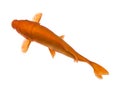 Orange Koi - Cyprinus carpio Royalty Free Stock Photo