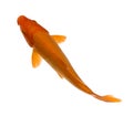 Orange Koi - Cyprinus carpio Royalty Free Stock Photo