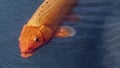 Orange Koi fish carp with surprised facial expression