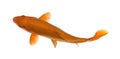 Orange koi fish, Cyprinus Carpio, studio shot Royalty Free Stock Photo