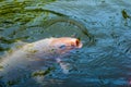 Orange Koi fish (nishikigoi) swimming in pond with eating feed Royalty Free Stock Photo