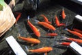 Orange Koi Fishes Royalty Free Stock Photo