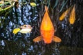 Orange koi fishes in the water Royalty Free Stock Photo