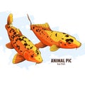 Orange Koi fishes Royalty Free Stock Photo