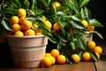 Orange or kumquat are collected in small brown flower pots in greenhouses, nurseries, greenhouses and stores. Harvest citrus