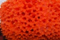 Orange Lace Sponge, Clathria spp. Royalty Free Stock Photo