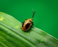 Orange Lady bug on green leaves Royalty Free Stock Photo