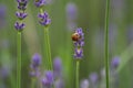 Orange lady bug on a lavender flowers Royalty Free Stock Photo