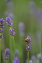 Orange lady bug on a lavender flowers Royalty Free Stock Photo