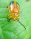 Orange lady bug Royalty Free Stock Photo