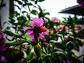 Orange lady bug sitting on a pink flowers. Photo captured at rainy season. Photo of an insect  lady bug, bug. Royalty Free Stock Photo